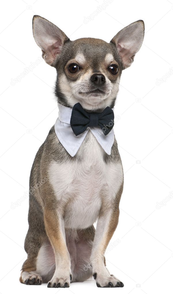 Chihuahua wearing bowtie, 3 years old, sitting in front of white background