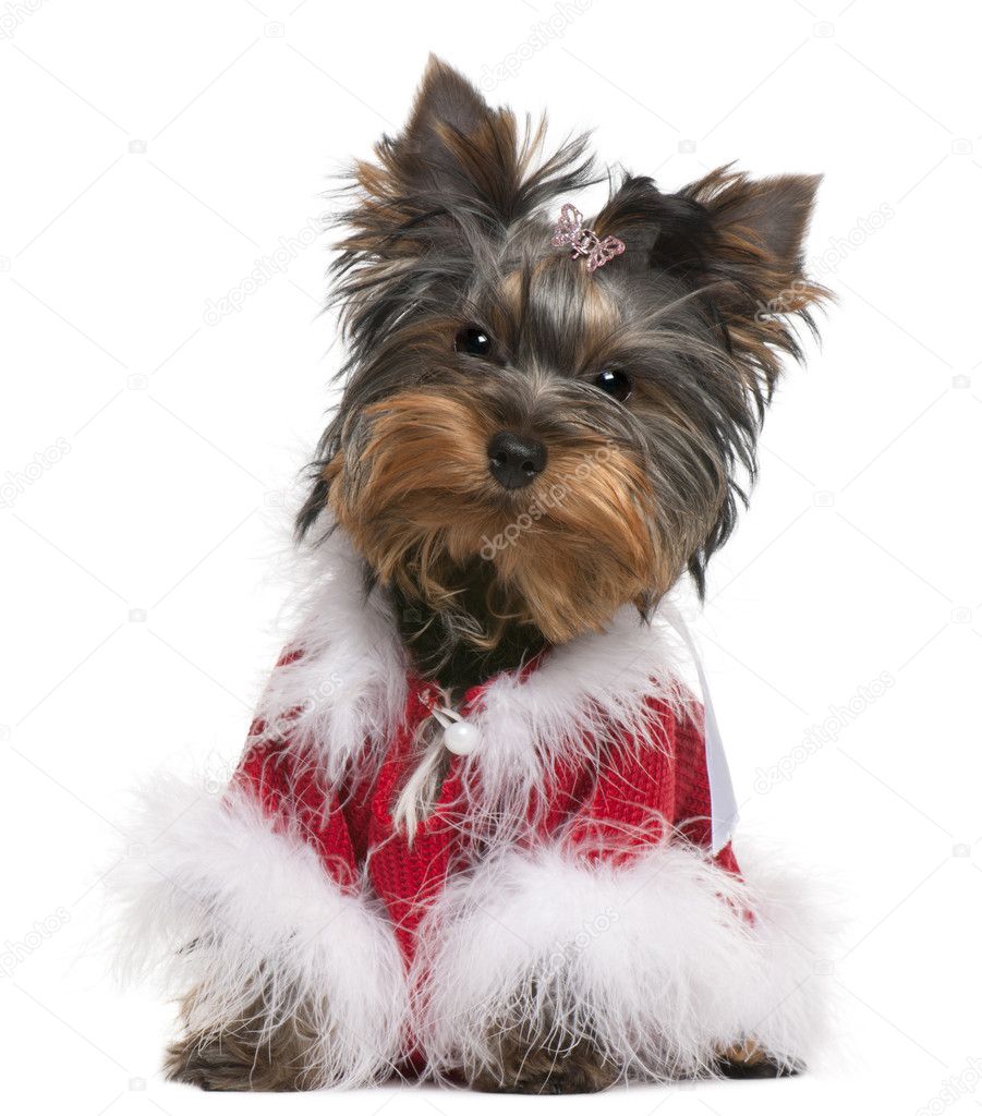 Yorkshire Terrier puppy dressed up, 4 months old, sitting in front of white background