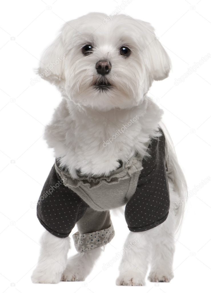 Maltese dressed up, 3 years old, standing in front of white background