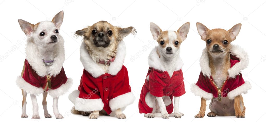 Four Chihuahuas wearing Santa Claus coats in front of white back