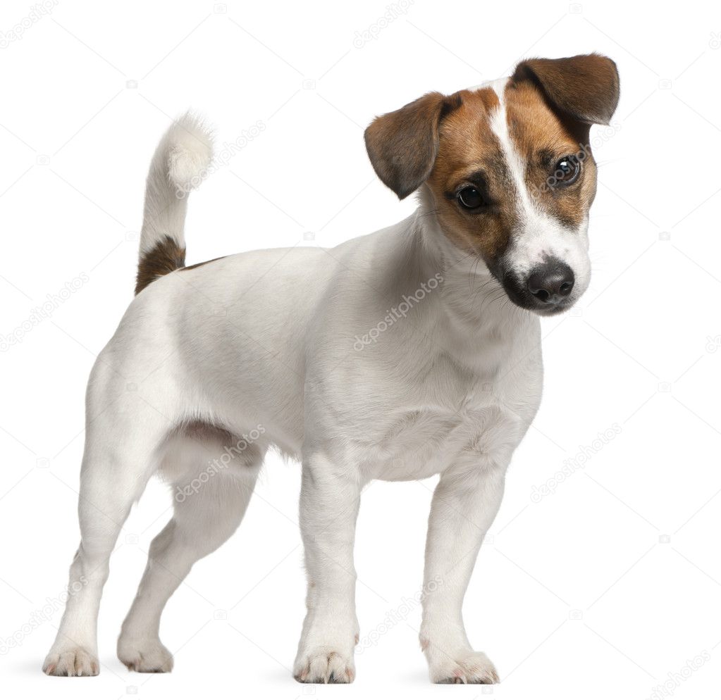Jack Russell Terrier puppy, 7 months old, standing in front of white background