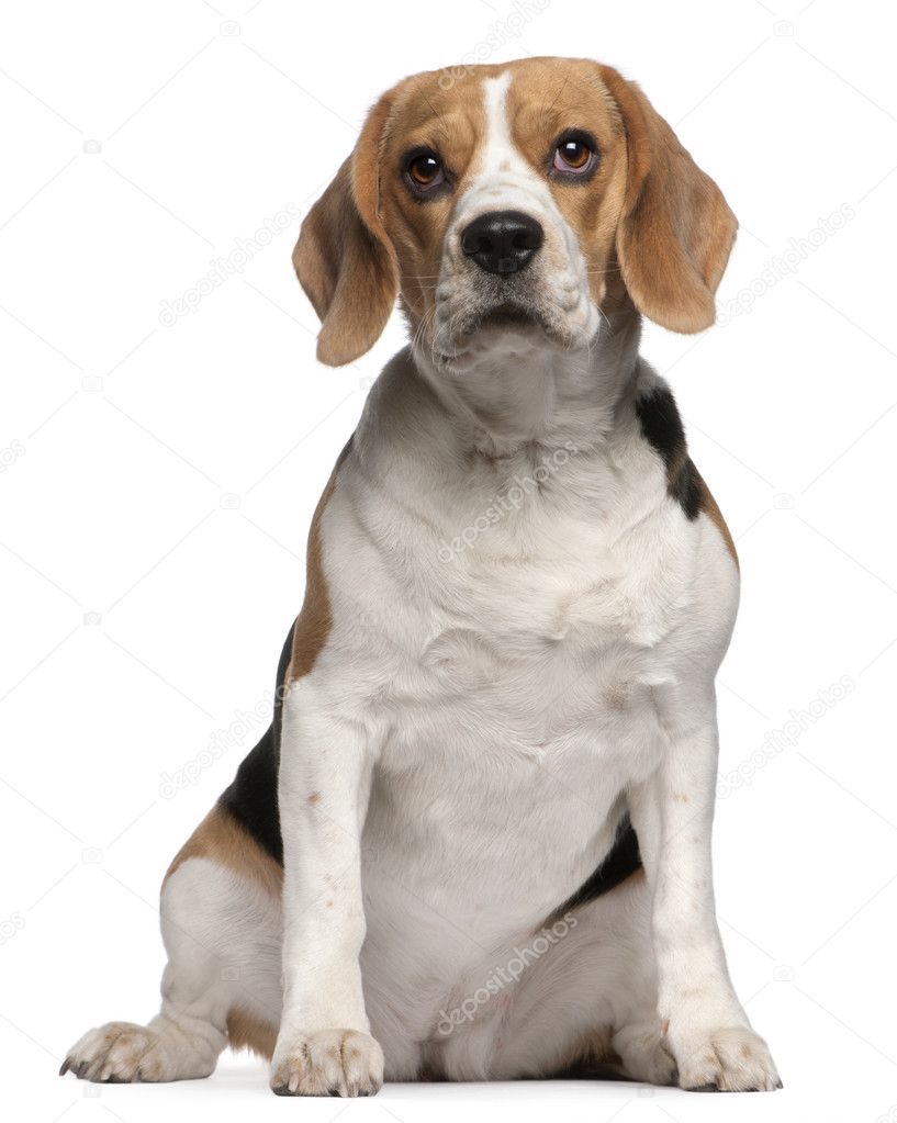 Beagle puppy, 12 months old, sitting in front of white background