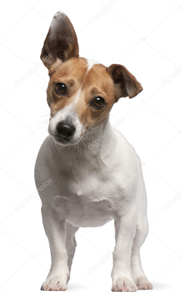 Jack Russell Terrier puppy, 2 months old, standing in front of white background