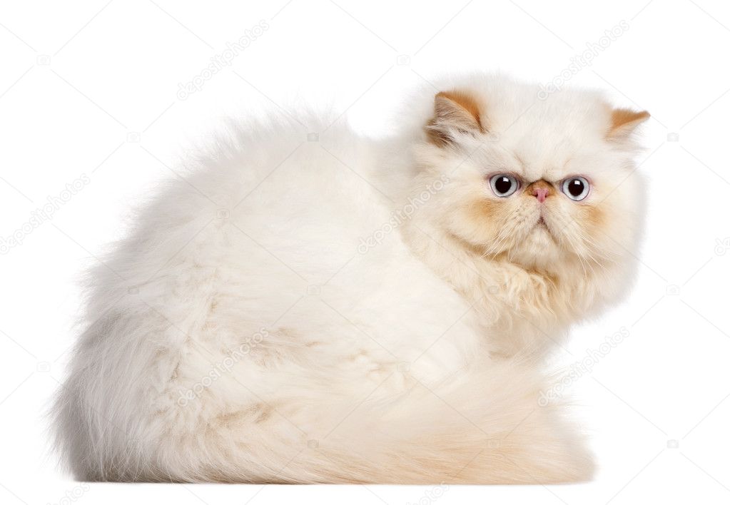Persian kitten, 5 months old, sitting in front of white background
