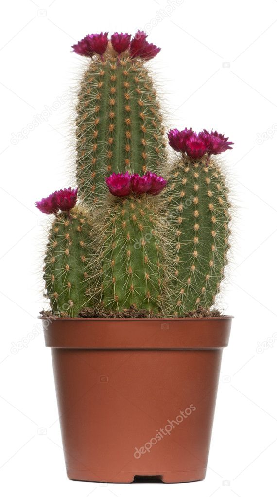 Cactus in front of white background