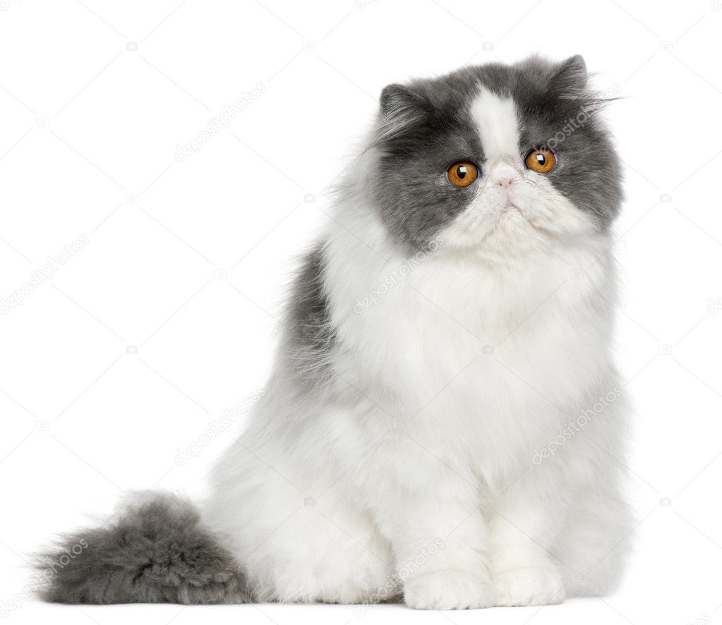 Persian cat, 10 months old, sitting in front of white background