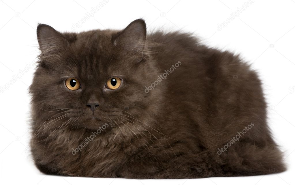 British Longhair kitten, 3 months, lying in front of white background