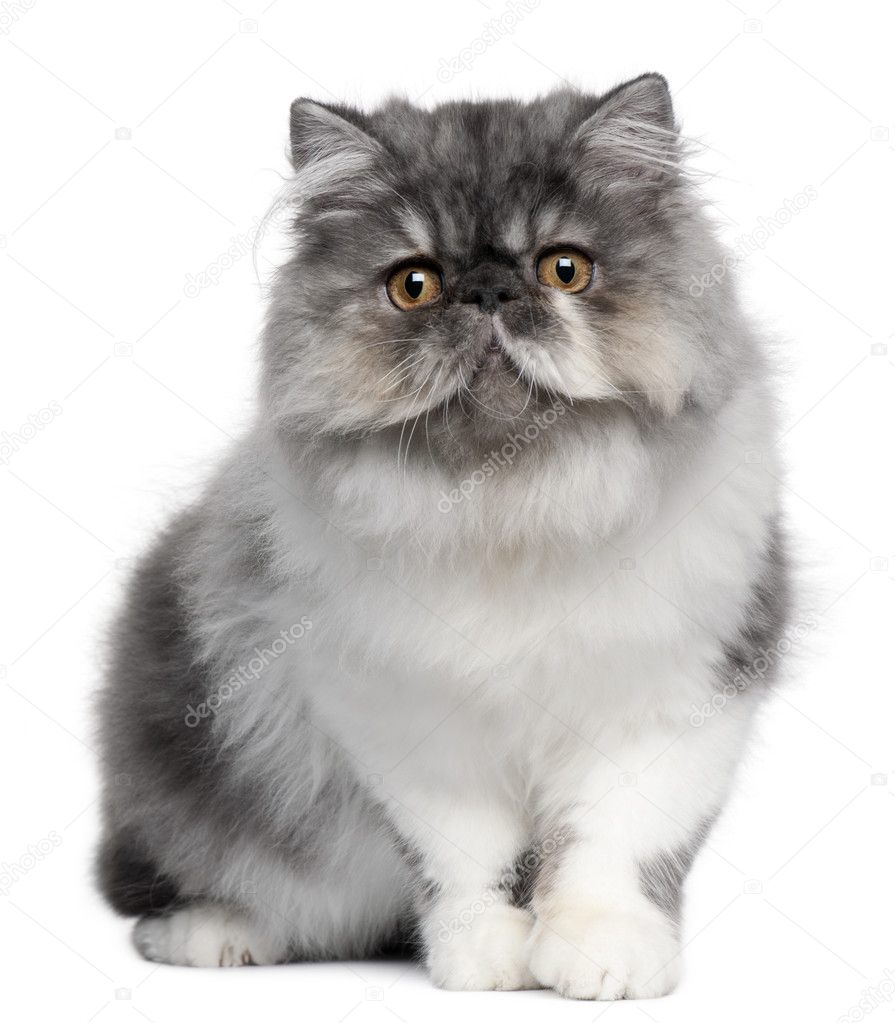 Persian kitten, 6 months old, sitting in front of white background