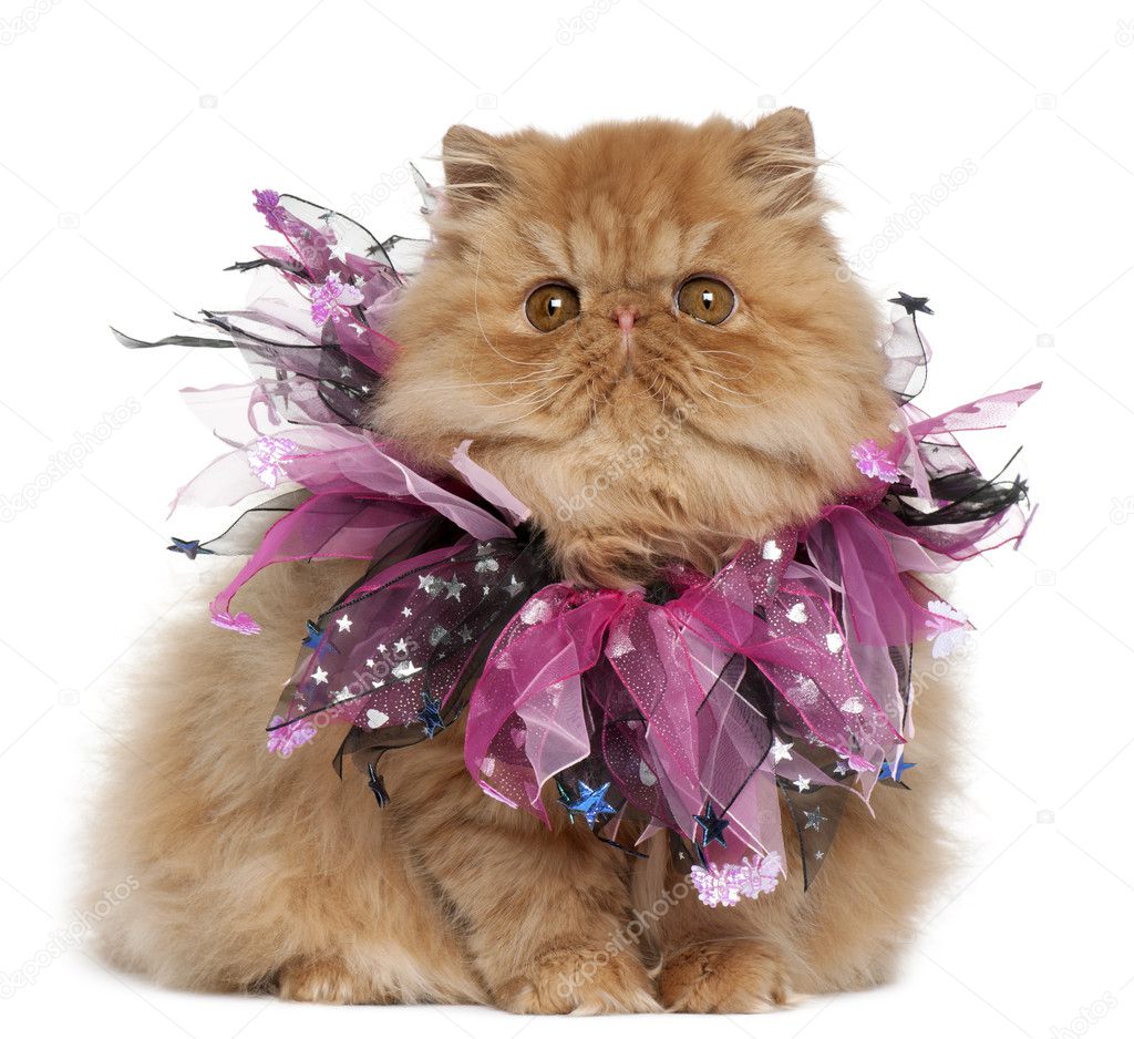 Persian kitten wearing pink ribbons, 4 months old, sitting in front of white background