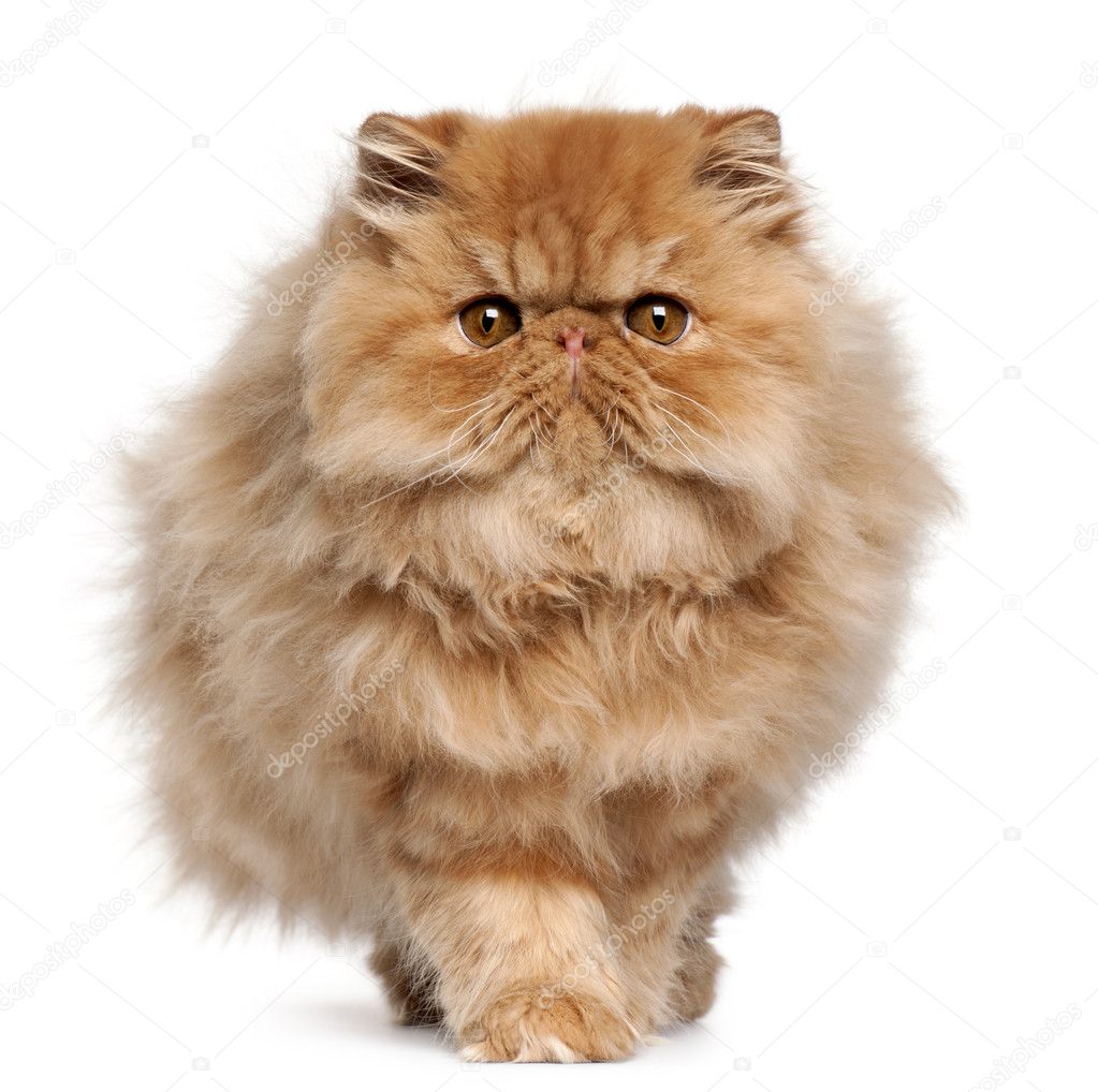 Persian kitten, 4 months old, walking in front of white background