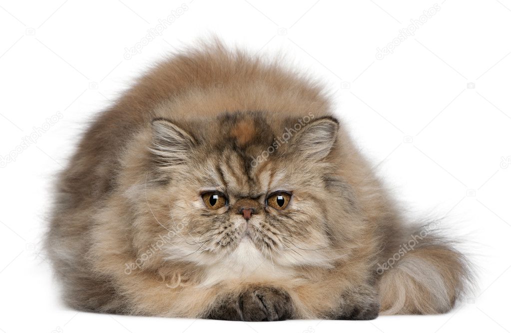 Persian kitten, 6 months old, lying in front of white background