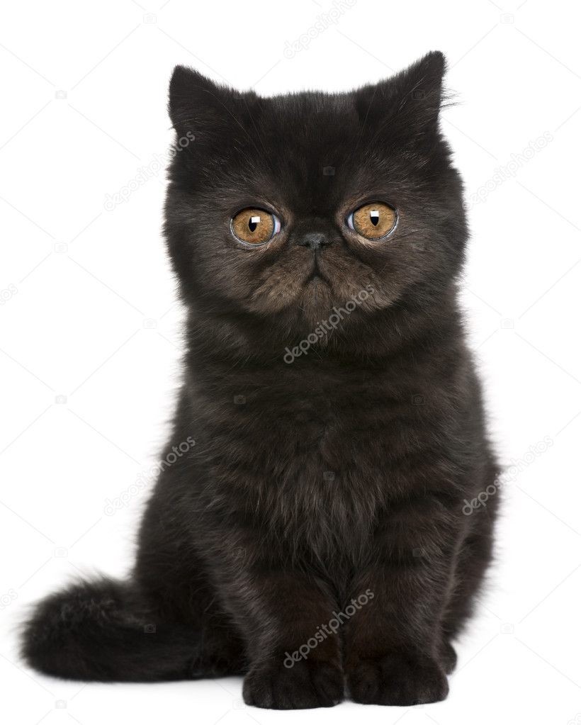Exotic Shorthair kitten, 3 months old, sitting in front of white background
