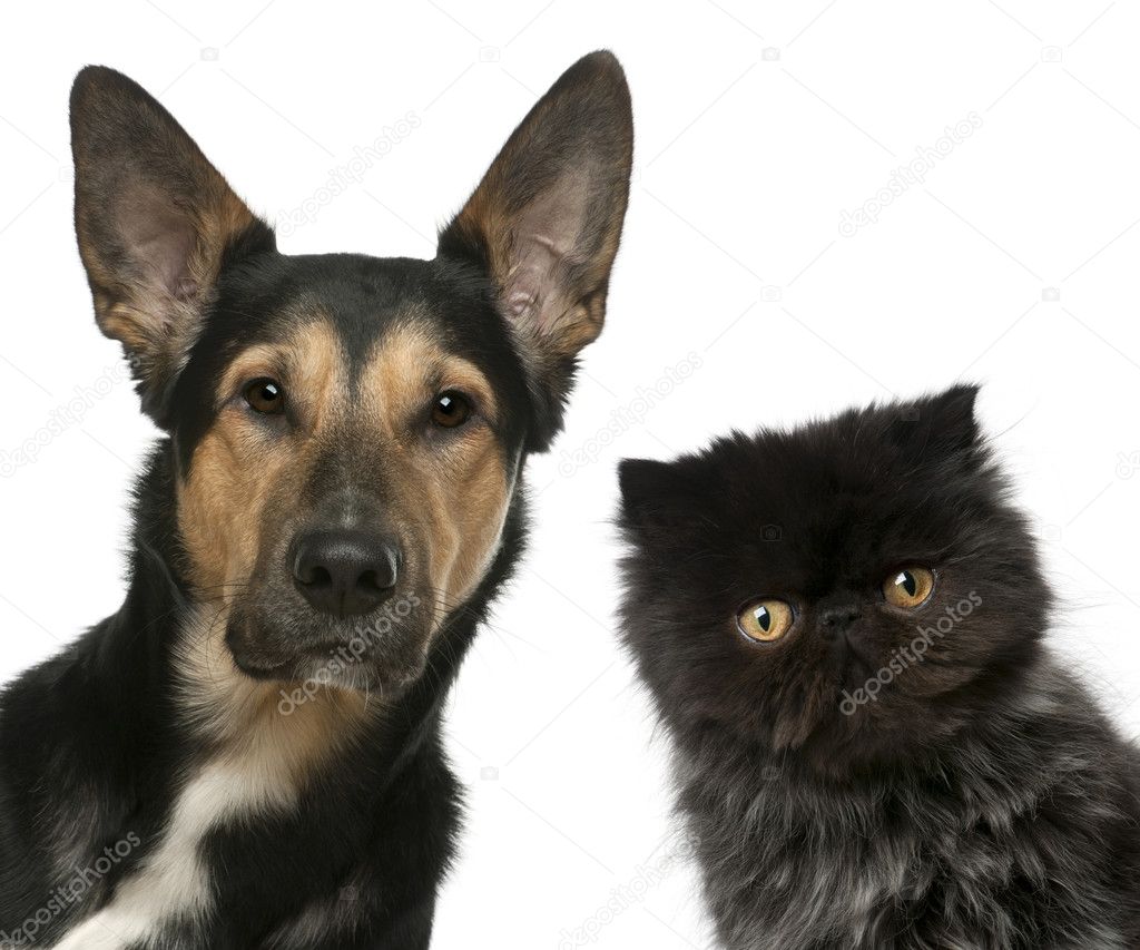 Persian kitten and a Mixed-breed dog in front of white backgroun