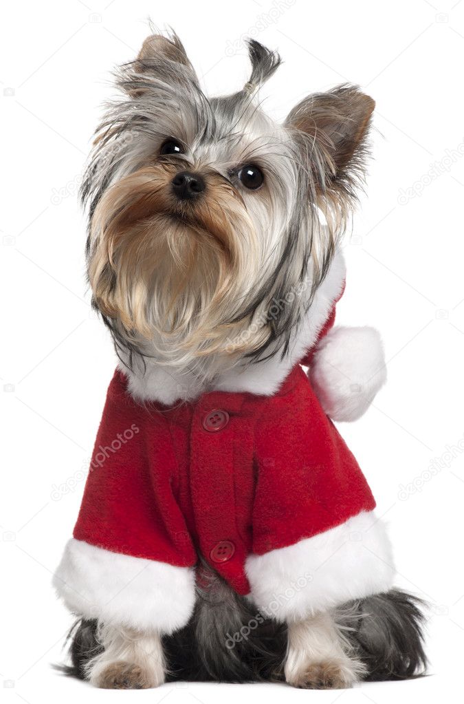 Yorkshire Terrier puppy in Santa outfit, 7 months old, sitting in front of white background