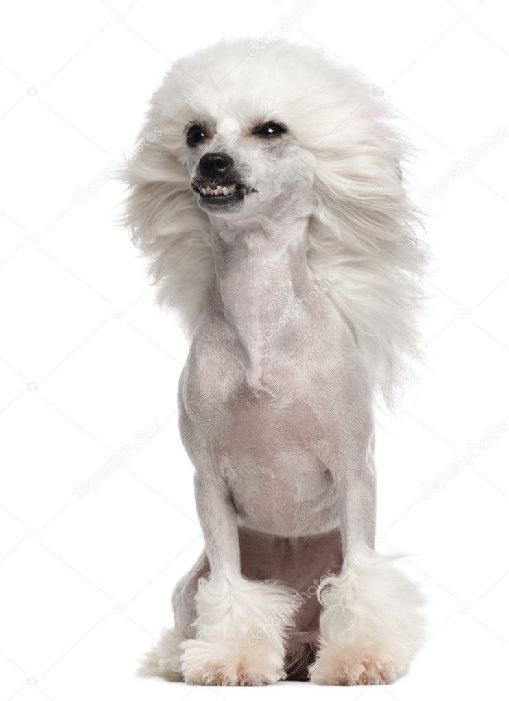 Chinese Crested Dog with hair in the wind, 1 year old, sitting in front of white background