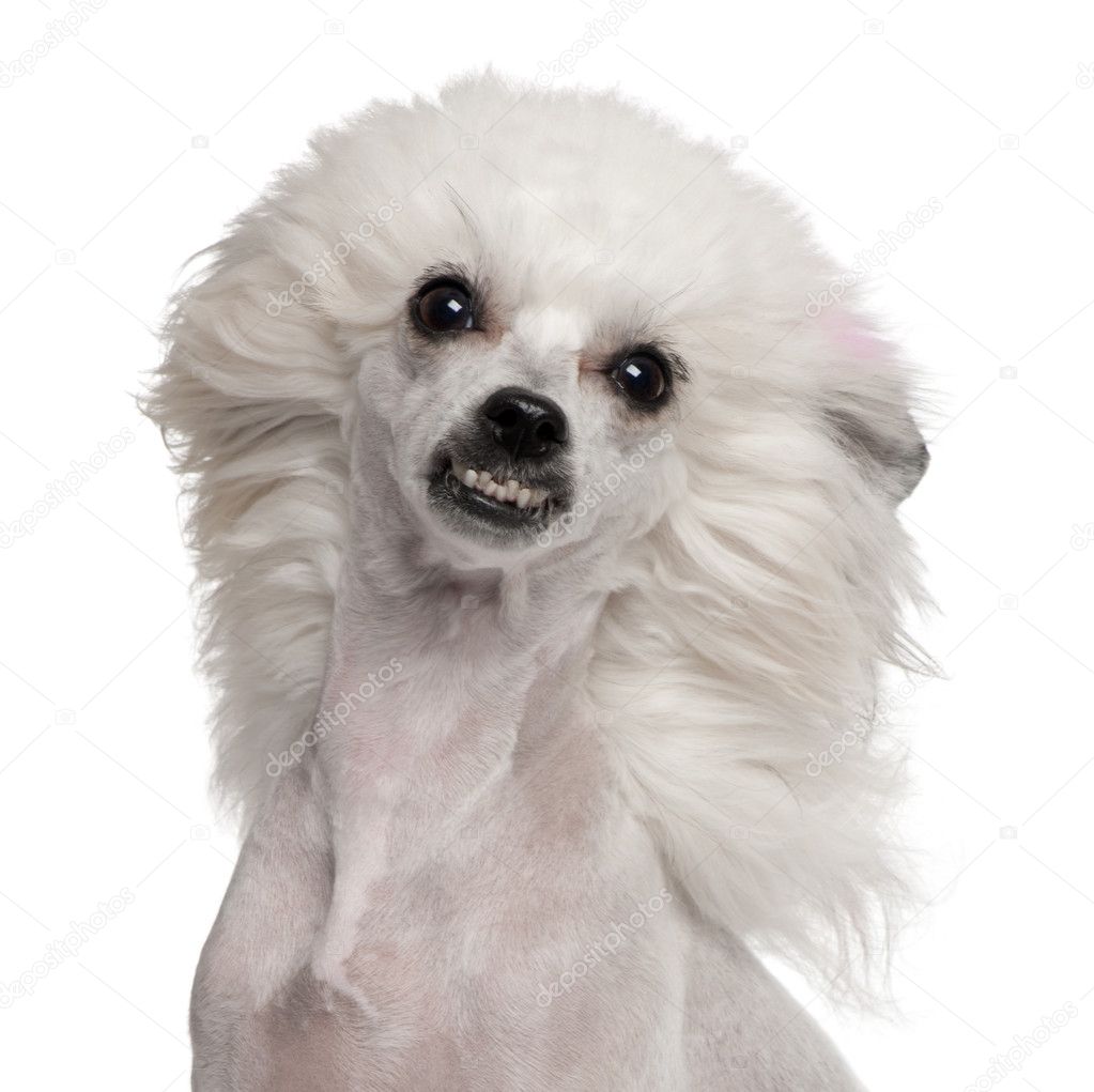 Chinese Crested Dog with hair in the wind, 1 year old, in front of white background
