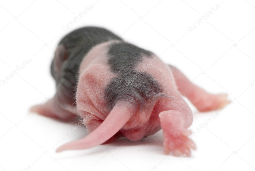 Rear view of baby rat, 5 days old, walking in front of white background
