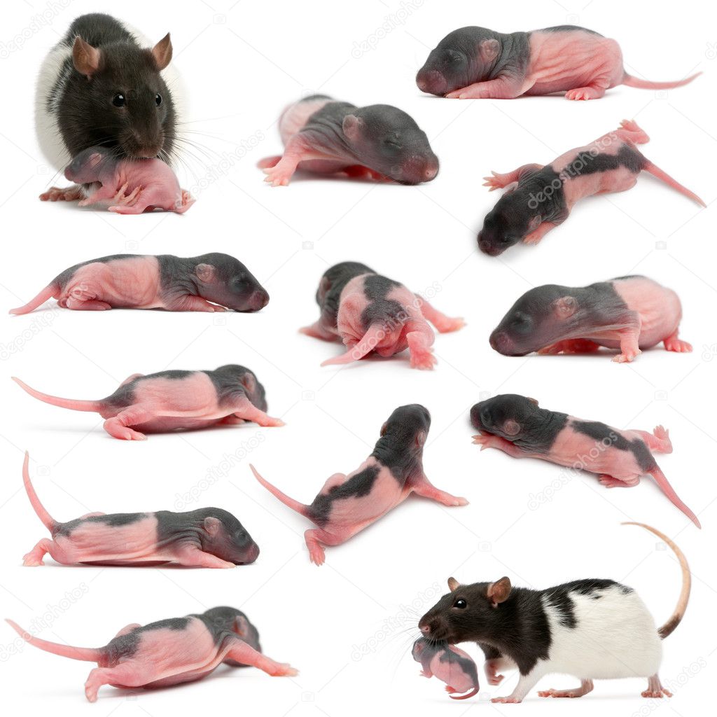 Composition of Mother rat carrying her baby in her mouth, 5 days old, in front of white background