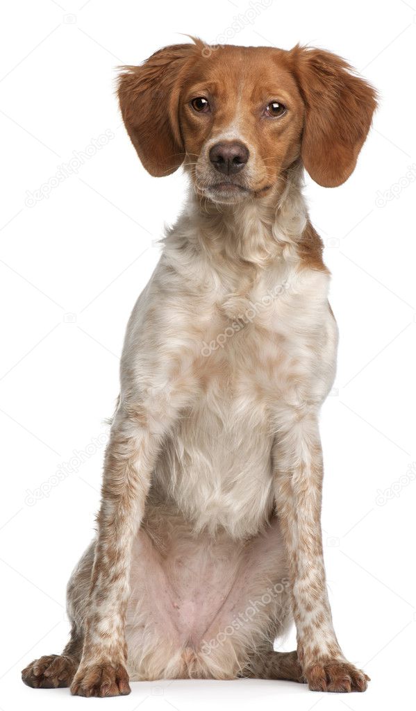 Brittany puppy, 6 months old, sitting in front of white background