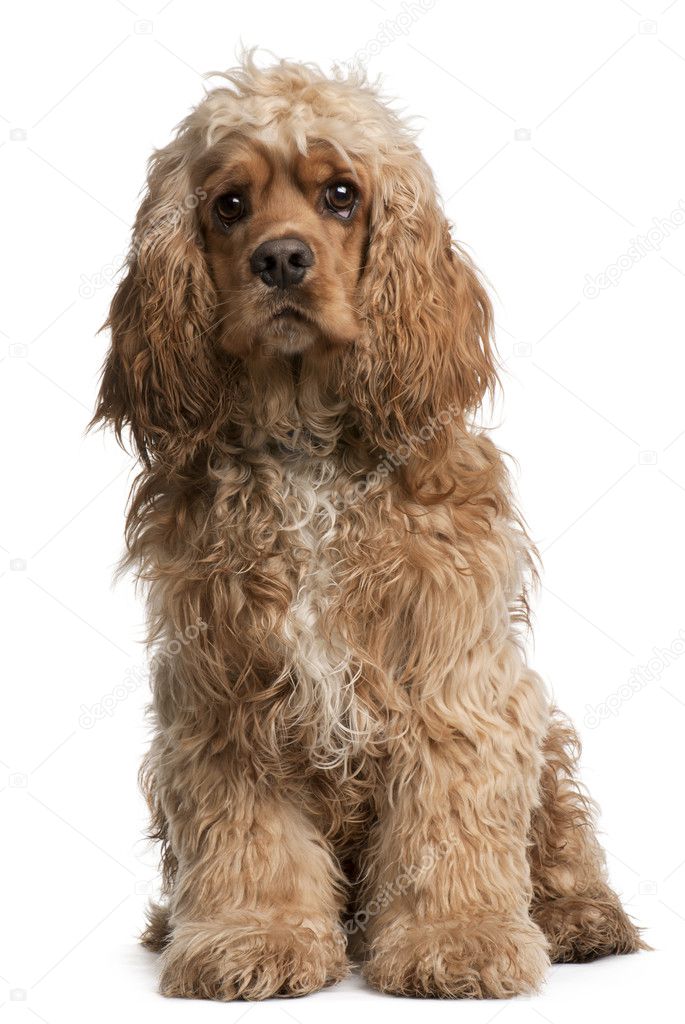 American Cocker Spaniel, 10 months old, sitting in front of white background