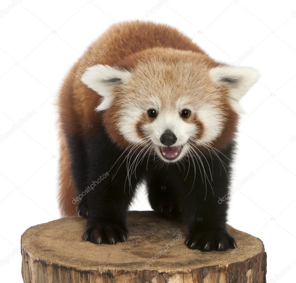 Young Red panda or Shining cat, Ailurus fulgens, 7 months old, on tree trunk in front of white background