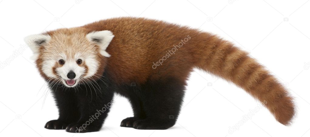 Young Red panda or Shining cat, Ailurus fulgens, 7 months old, in front of white background