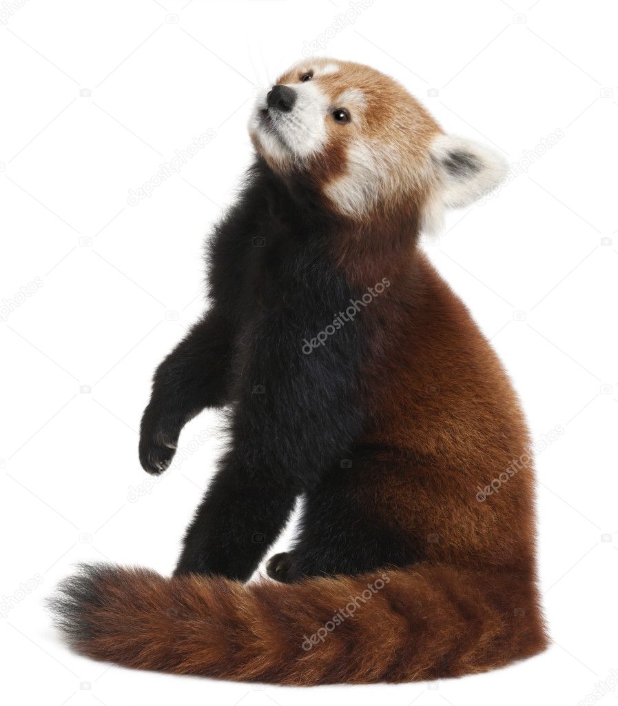Old Red panda or Shining cat, Ailurus fulgens, 10 years old, in front of  white background — Stock Photo © lifeonwhite #10897527, image size:897x1024