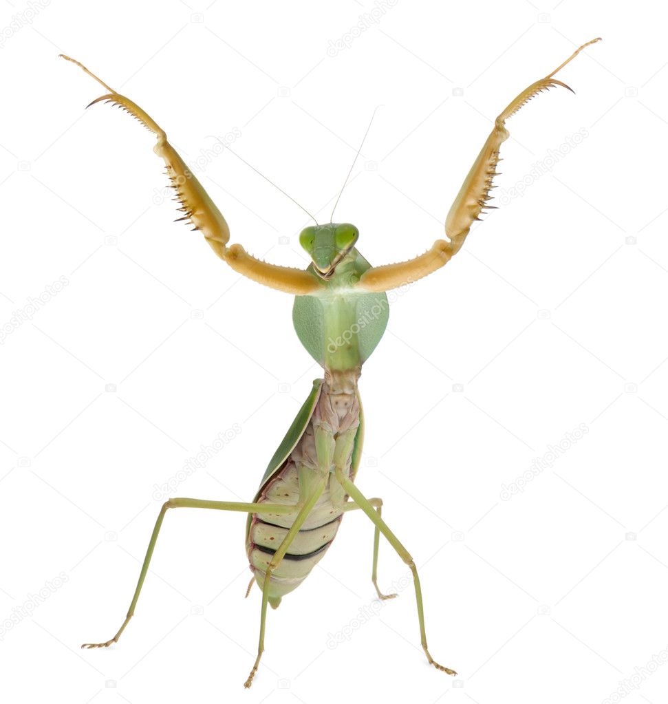 Female Banded Flower Mantis or Asian Boxer Mantis, Theopropus elegans, in front of white background