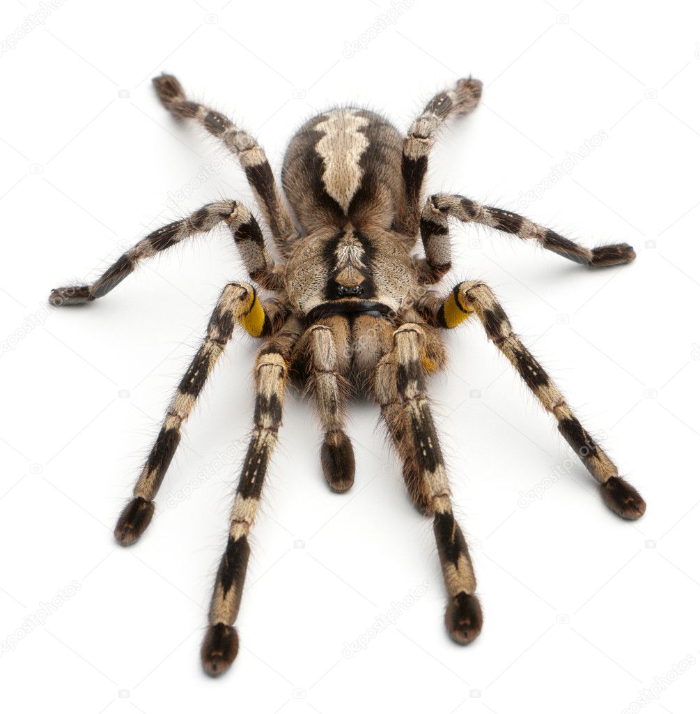 Tarantula spider, Poecilotheria Fasciata, in front of white background
