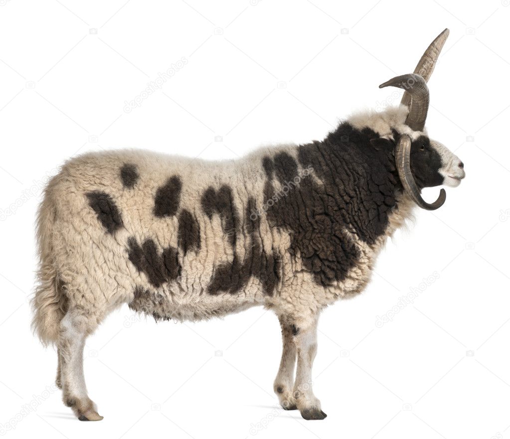 Multi-horned Jacob Ram, Ovis aries, in front of white background