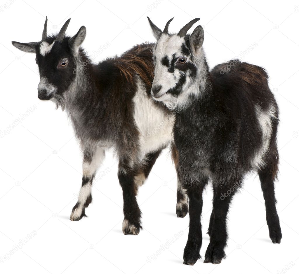 Common Goats from the West of France, Capra aegagrus hircus, 6 months old, in front of white background