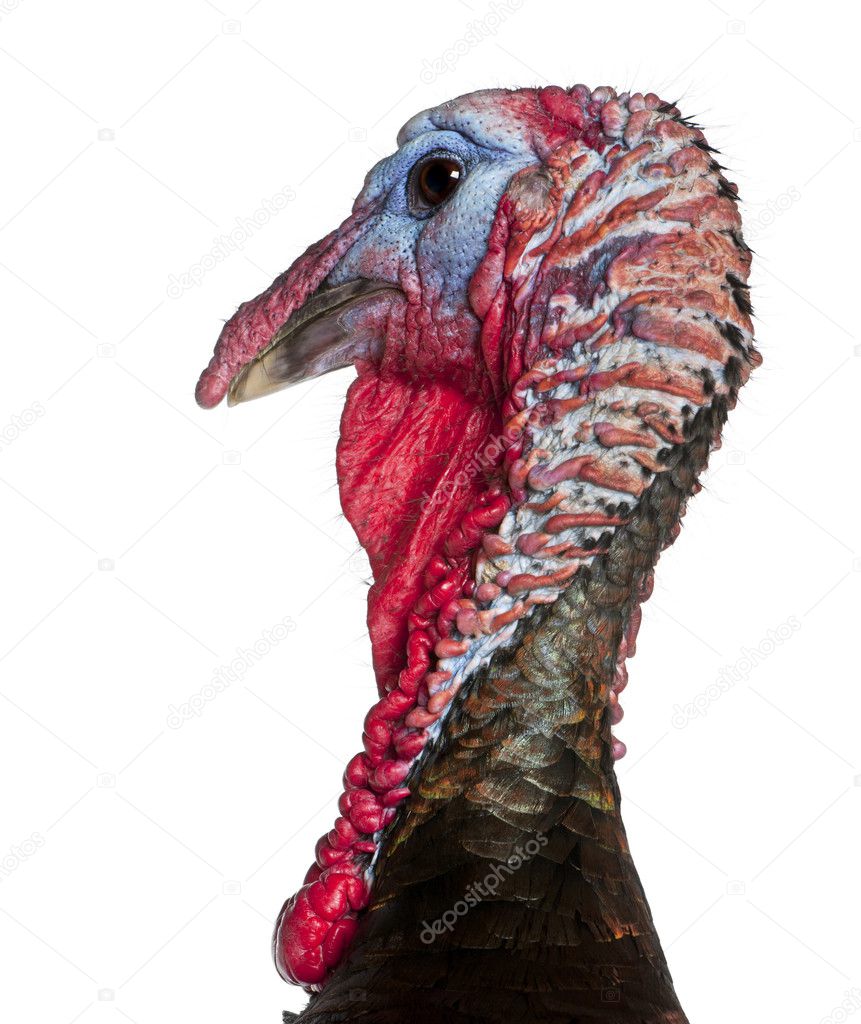 Close-up of Wild Turkey, Meleagris gallopavo, in front of white