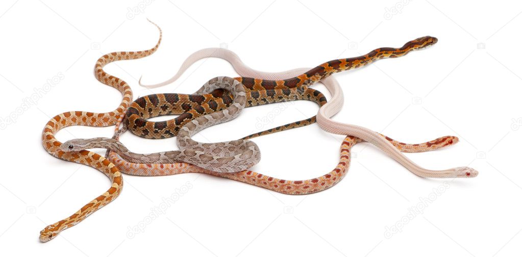 Scaleless Corn Snakes, Pantherophis Guttatus, in front of white background
