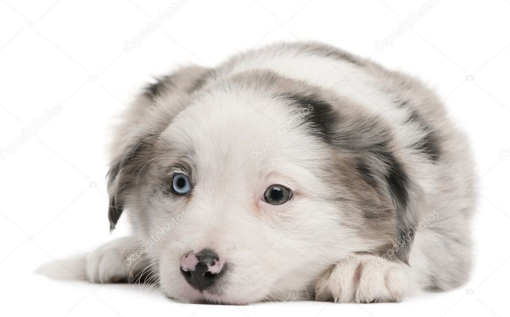 blue merle collie puppy