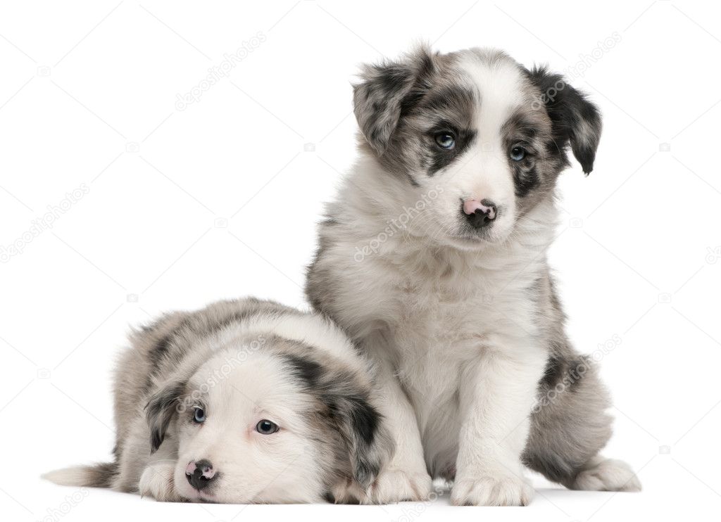 depositphotos 10898135 stock photo blue merle border collie puppies