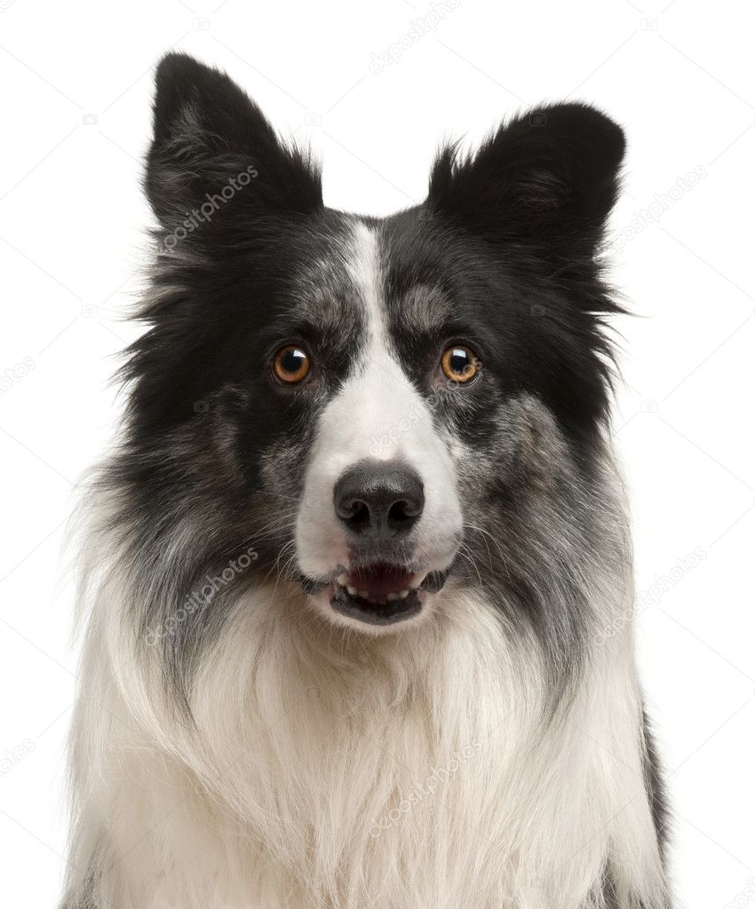 Close-up of Border Collie in front of white background