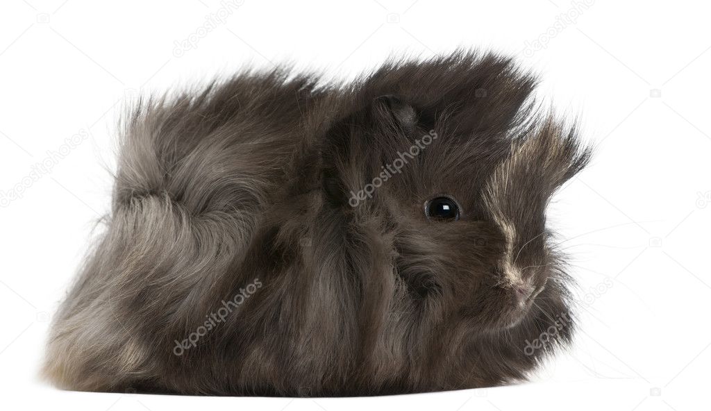 Young Peruvian guinea pig, 2 months old, in front of white background