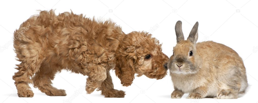 Poodle puppy, 2 months old, sniffing rabbit in front of white background