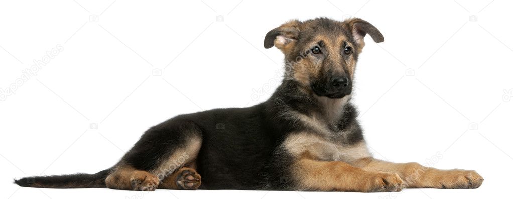 German Shepherd puppy, 4 months old, lying in front of white background