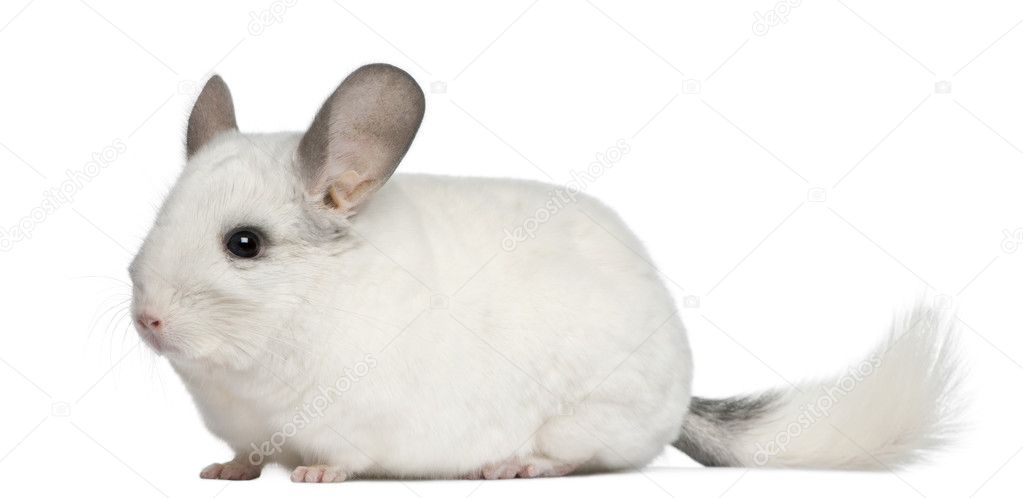 Wilson Chinchilla, 12 months old, in front of white background