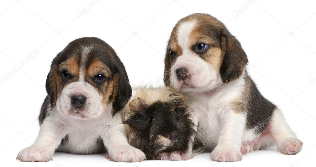 Two Beagle Puppies, 1 month old, and Peruvian guinea pig, 6 months old, in front of white background