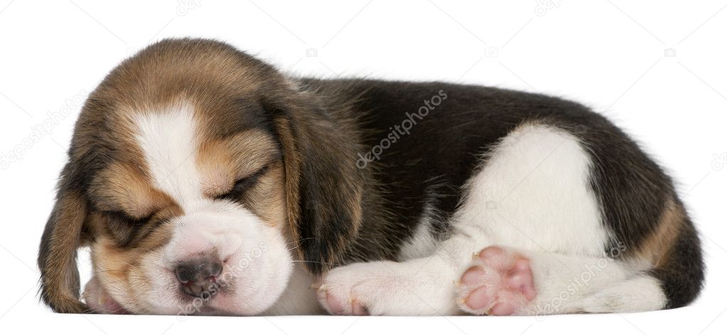 Beagle Puppy, 1 month old, lying in front of white background
