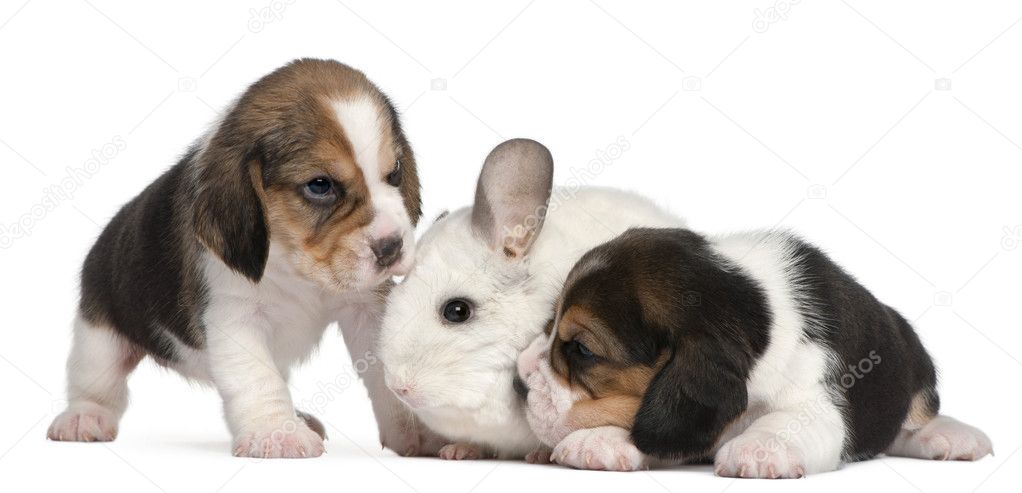 Two Beagle Puppies, 1 month old, and a Wilson Chinchilla, 12 months old, in front of white background