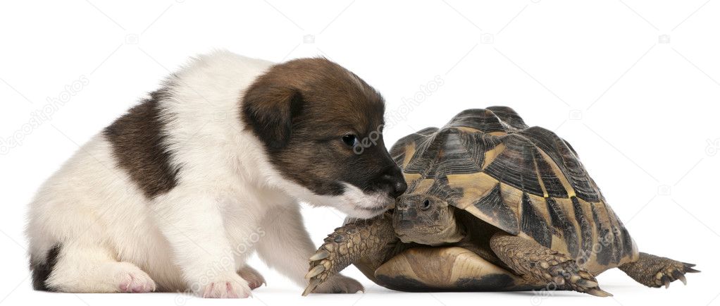Fox terrier puppy, 1 month old, and Hermann's tortoise, Testudo