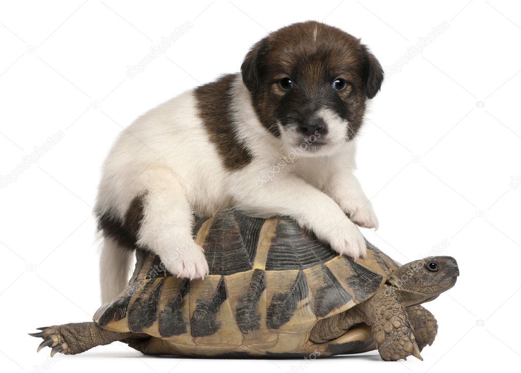 Fox terrier puppy, 1 month old, and Hermann's tortoise, Testudo hermanni, in front of white background