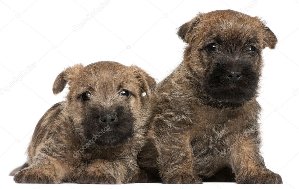 Two Cairn Terrier Puppies, 6 weeks old, in front of white background