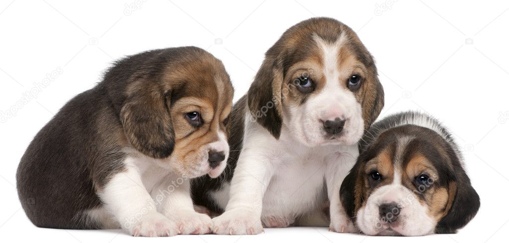 Group of Beagle puppies, 4 weeks old, sitting in a row in front of white background