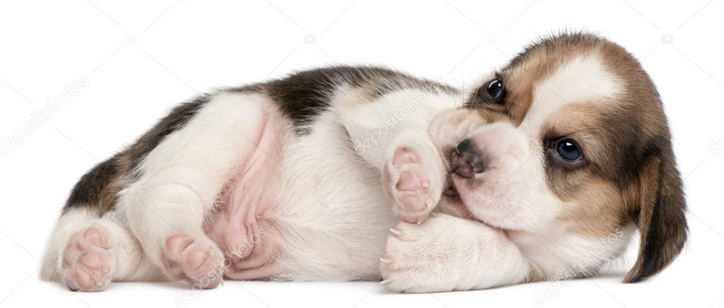 Beagle puppy, 4 weeks old, lying in front of white background