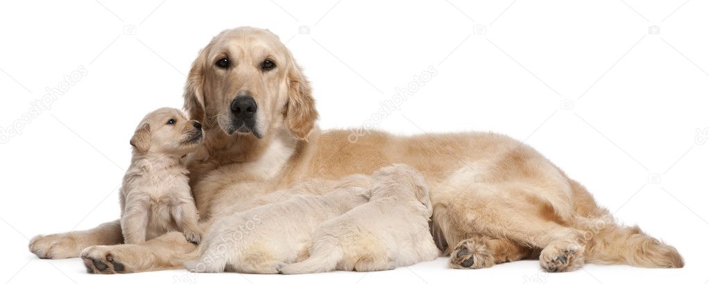 Golden Retriever mother, 5 years old, nursing and her puppies, 4 weeks old, in front of white background