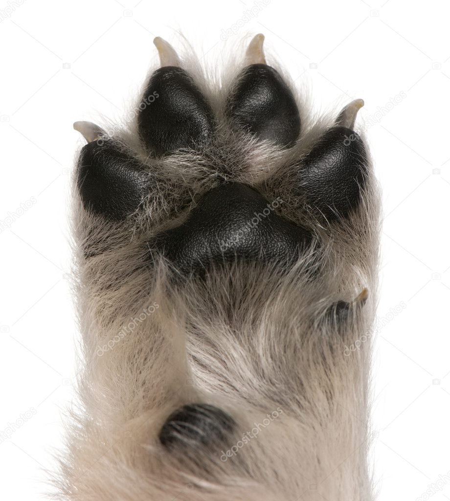 Close-up of puppy's paw, 4 weeks old, in front of white background